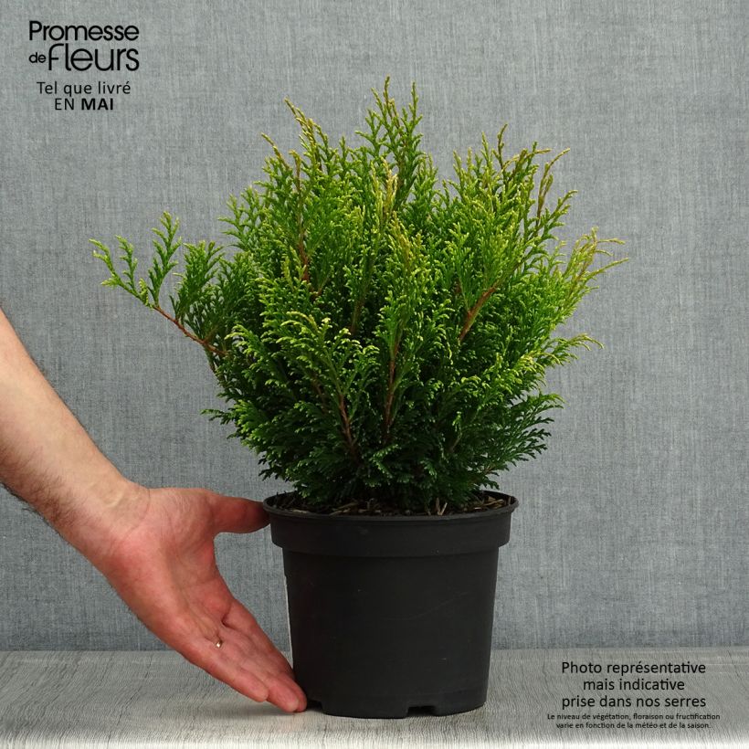 Example of Chamaecyparis pisifera Filip's Happy Day Vaso da 2L/3L as you get in printemps