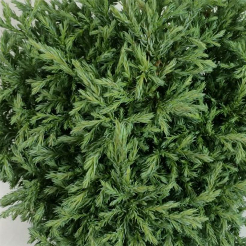 Chamaecyparis pisifera Lieve (Fogliame)