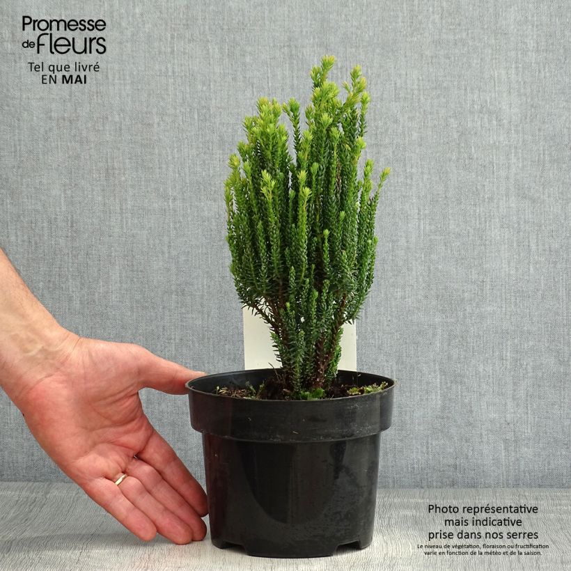 Chamaecyparis thyoides Blue Rock Vaso da 2L/3L esemplare consegnato in primavera