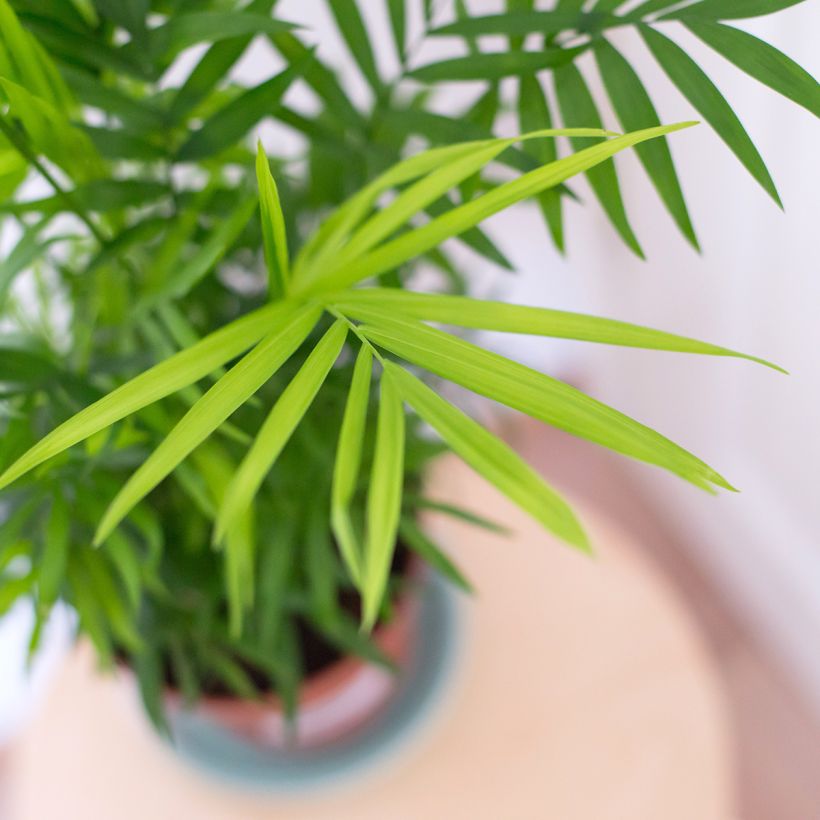 Chamaedorea elegans - Palma della fortuna (Foliage)