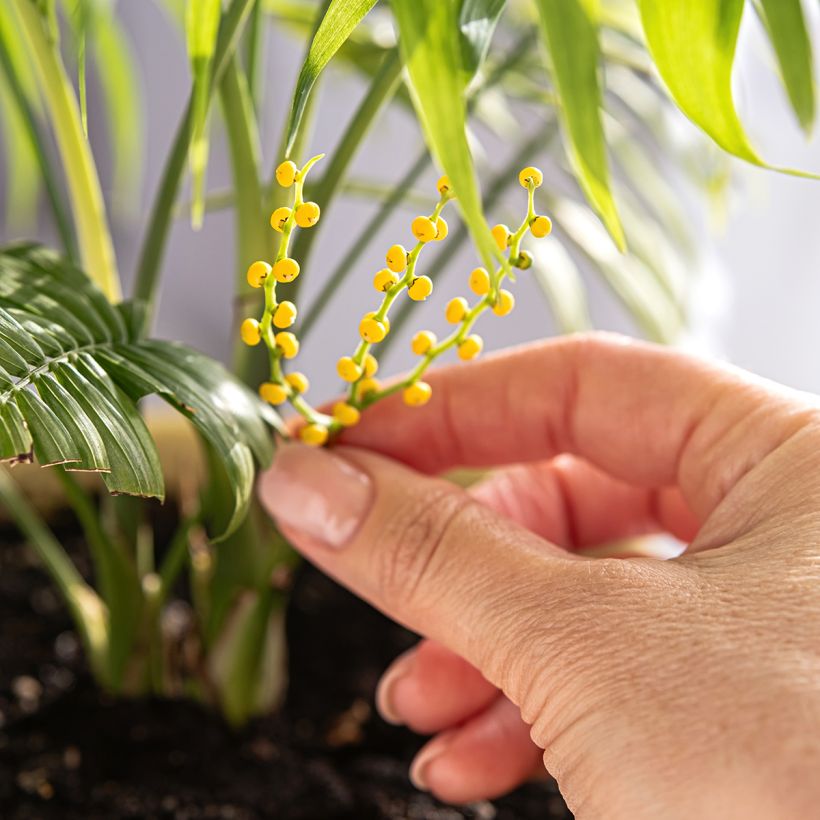 Chamaedorea elegans - Palma della fortuna (Flowering)
