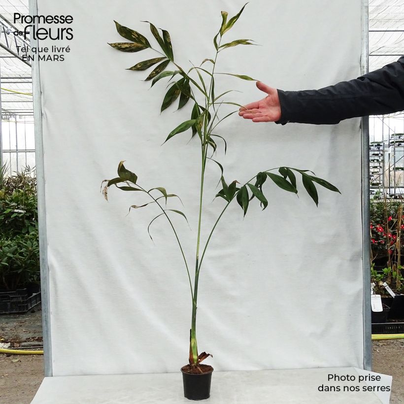 Example of Chamaedorea klotzschiana - Palma Vaso da Ø 12 cm / 13 cm as you get in printemps