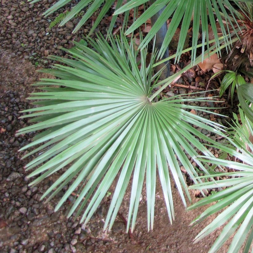 Chamaerops humilis - Palma di San Pietro (Foliage)