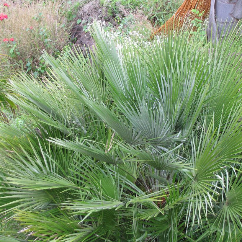 Chamaerops humilis Compacta - Palma di San Pietro (Foliage)