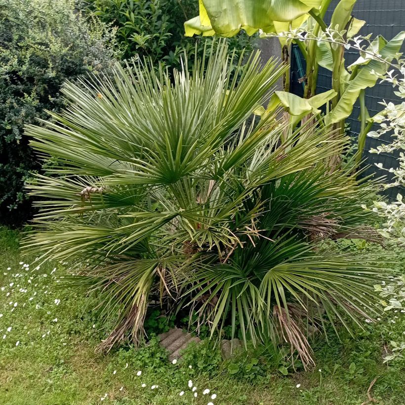 Chamaerops humilis Compacta - Palma di San Pietro (Plant habit)