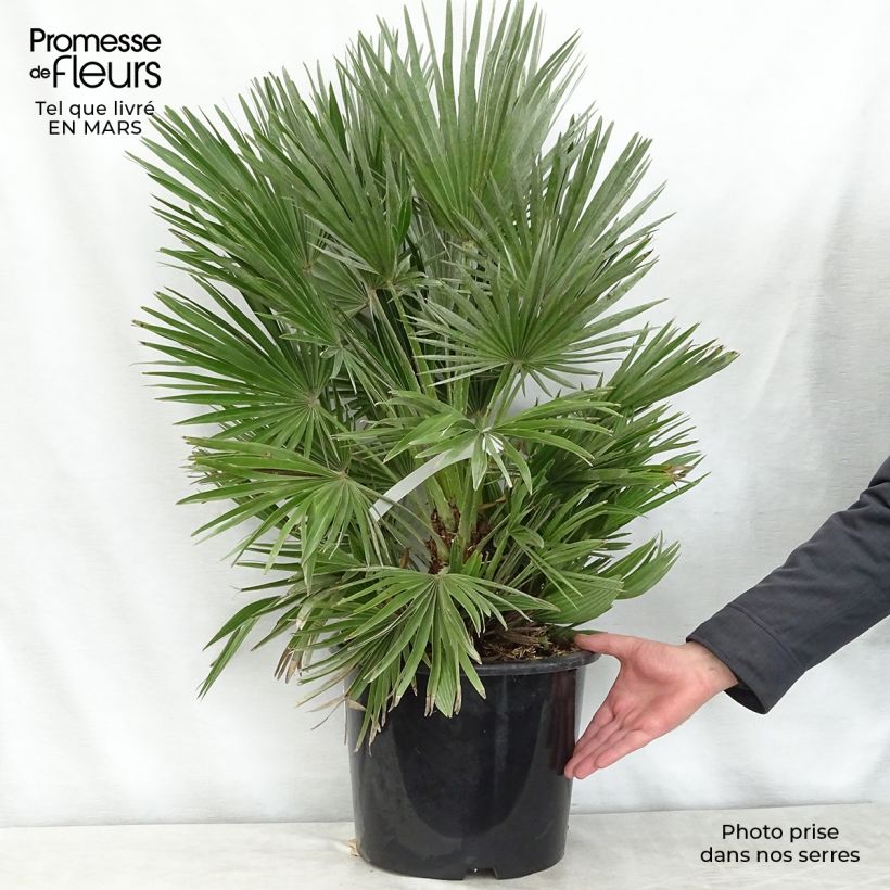 Example of Chamaerops humilis Compacta - Palma di San Pietro Vaso da 6L/7L as you get in printemps