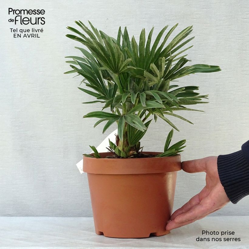 Example of Chamaerops humilis Compacta - Palma di San Pietro Vaso da 2L/3L as you get in printemps