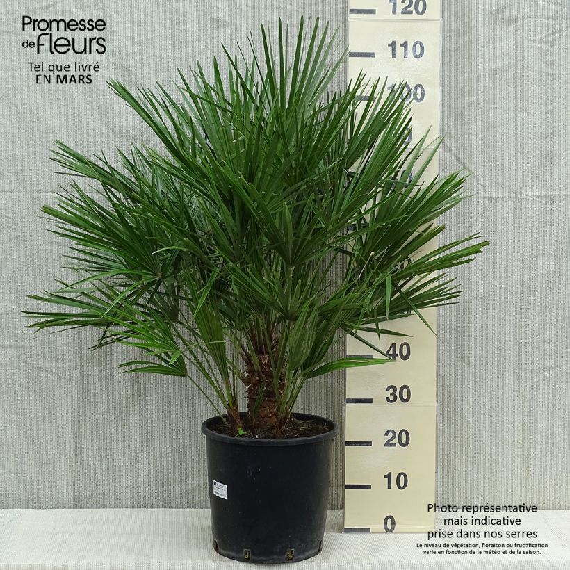 Example of Chamaerops humilis - Palma di San Pietro Vaso da 12L/15L as you get in printemps
