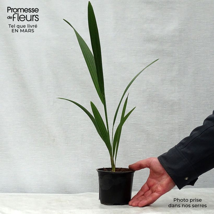 Example of Chamaerops humilis - Palma di San Pietro Vaso da Ø 12 cm / 13 cm as you get in printemps