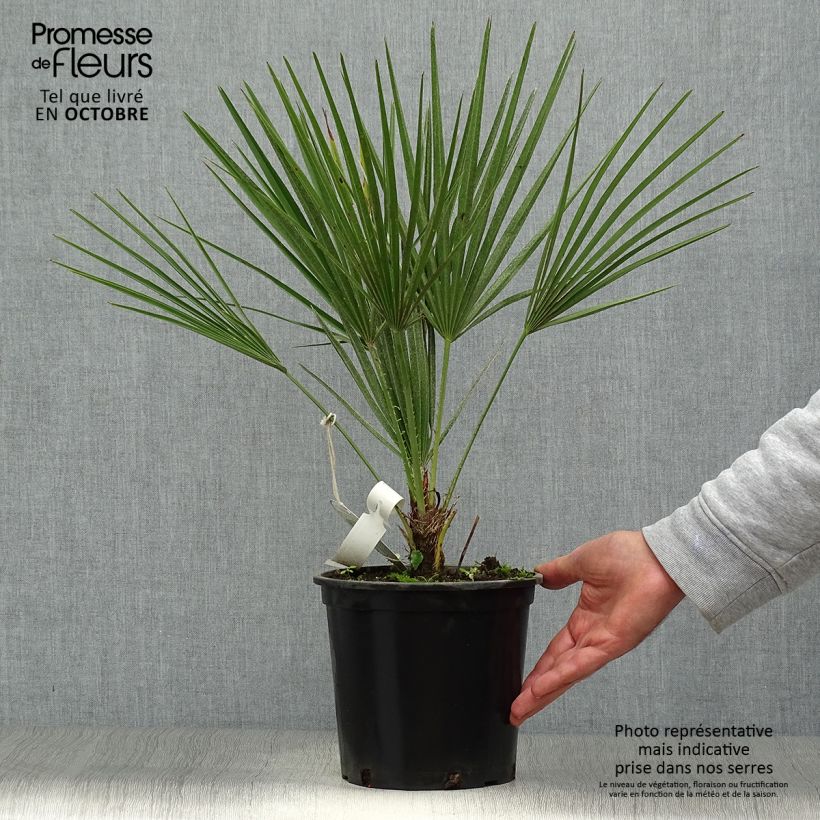 Esemplare di Chamaerops humilis - Palma di San Pietro Vaso da 2L/3L come consegnato in autunno