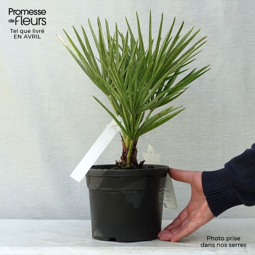 Example of Chamaerops humilis - Palma di San Pietro Vaso da 2L/3L as you get in printemps