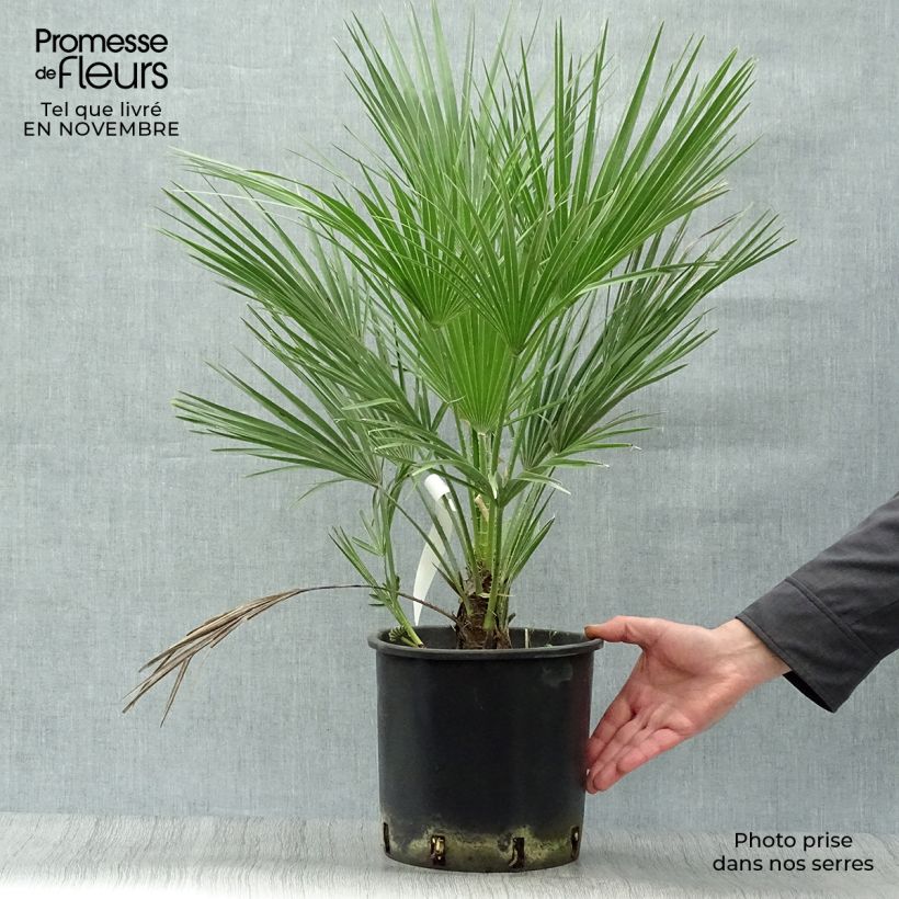 Esemplare di Chamaerops humilis - Palma di San Pietro Vaso da 6L/7L come consegnato in autunno