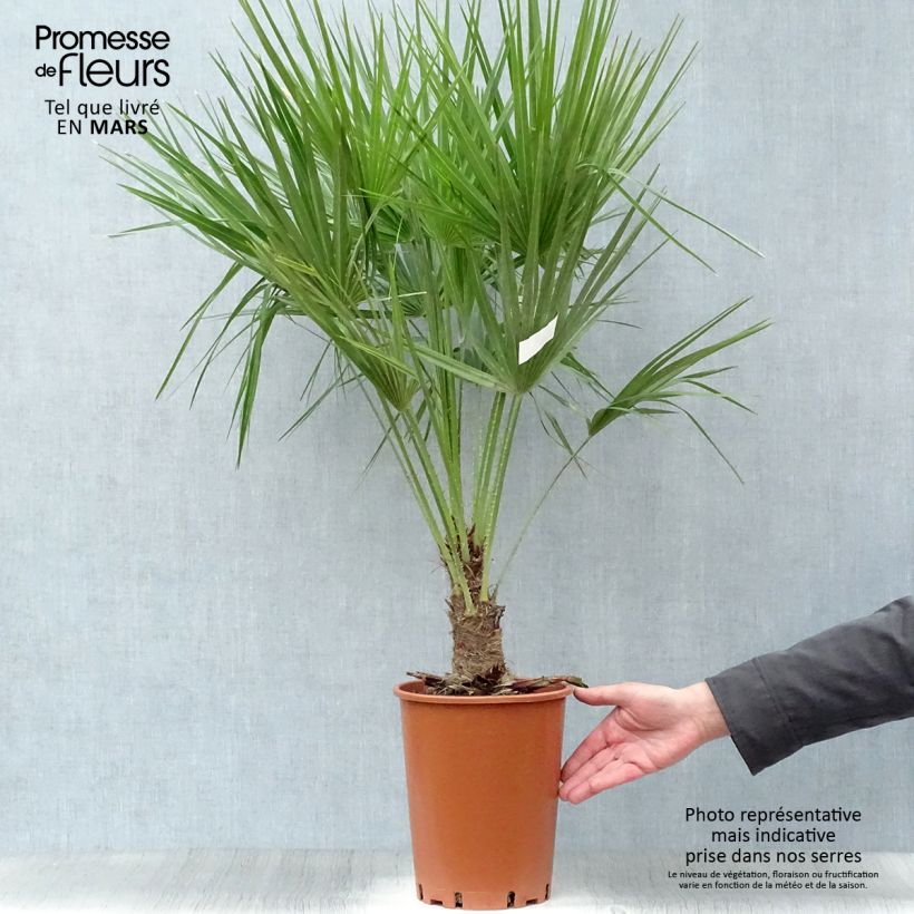 Example of Chamaerops humilis - Palma di San Pietro Vaso da 6L/7L as you get in printemps