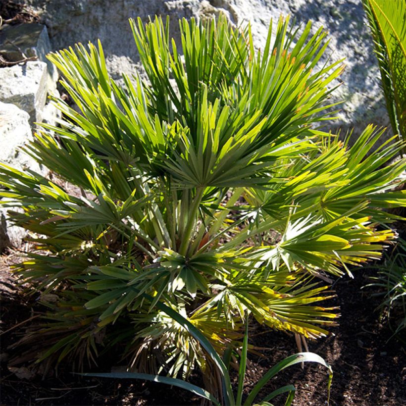 Chamaerops humilis Vulcano - Palma di San Pietro (Plant habit)