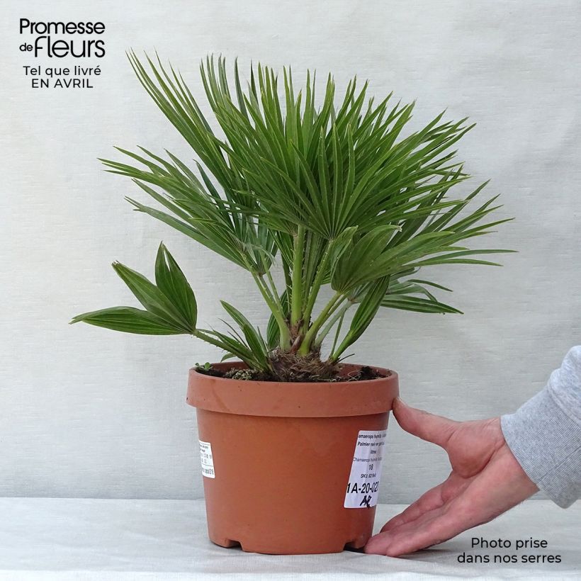 Example of Chamaerops humilis Vulcano - Palma di San Pietro Vaso da 2L/3L as you get in printemps