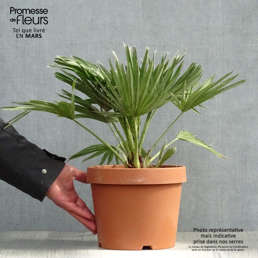 Example of Chamaerops humilis Vulcano - Palma di San Pietro Vaso da 4L/5L as you get in printemps