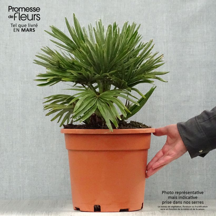 Example of Chamaerops humilis Vulcano - Palma di San Pietro Vaso da 6L/7L as you get in printemps