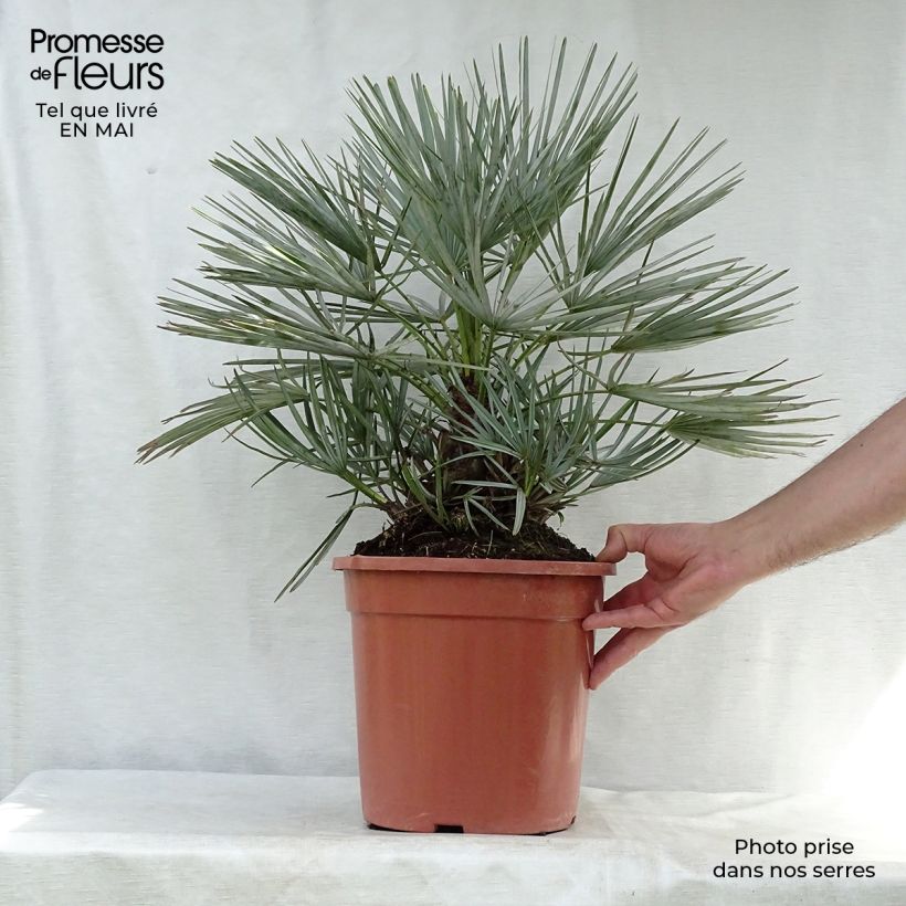 Chamaerops humilis var. cerifera - Palma di San Pietro Vaso da 7,5L/10L esemplare consegnato in primavera