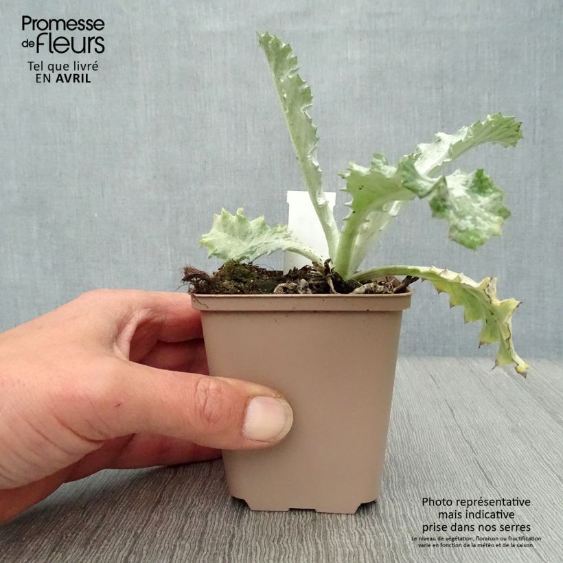 Onopordum nervosum Vasetto da 8/9 cm esemplare consegnato in primavera