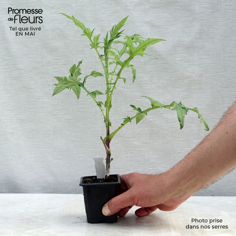 Example of Echinops bannaticus Star Frost - Cardo pallottola Vasetto da 8/9 cm as you get in printemps