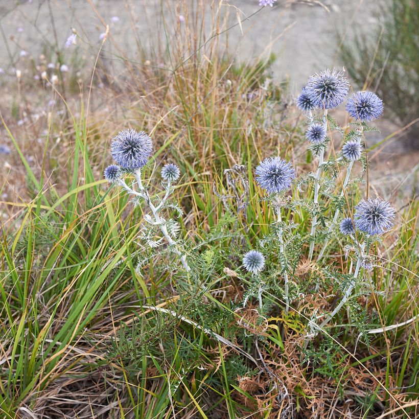 Echinops ritro - Cardo-pallottola coccodrillo (Plant habit)