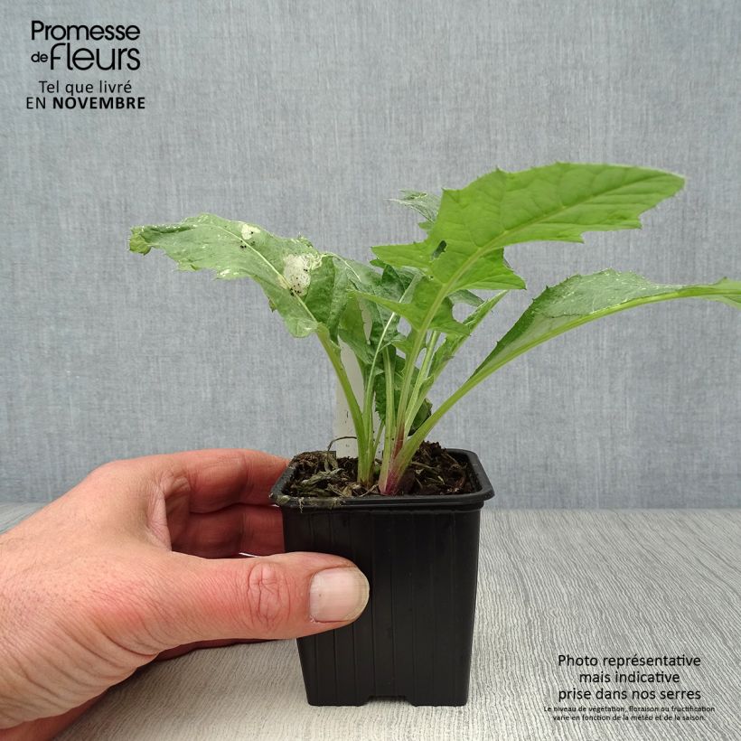 Esemplare di Echinops ritro - Cardo-pallottola coccodrillo Vasetto da 7/8 cm come consegnato in autunno
