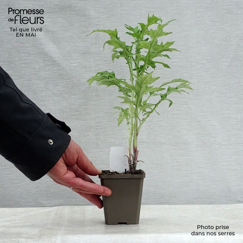 Example of Echinops ritro - Cardo-pallottola coccodrillo Vasetto da 7/8 cm as you get in printemps