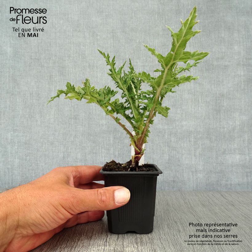 Echinops sphaerocephalum Arctic Glow - Cardo-pallottola maggiore Vasetto da 8/9 cm esemplare consegnato in primavera