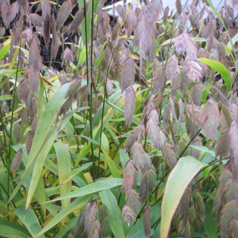 Chasmanthium latifolium (Fogliame)