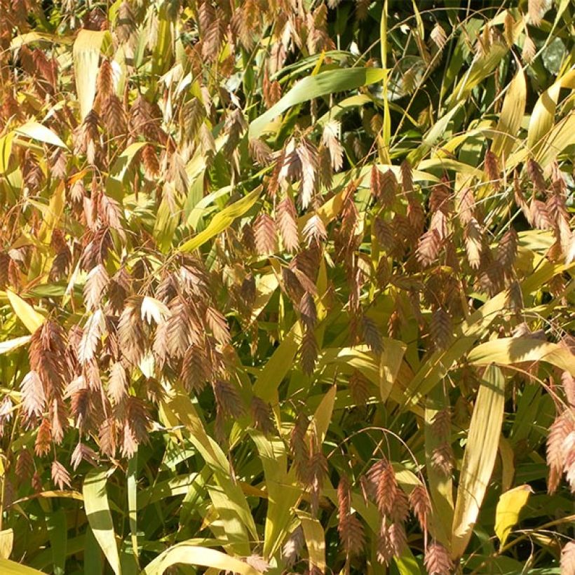Chasmanthium latifolium (Fioritura)