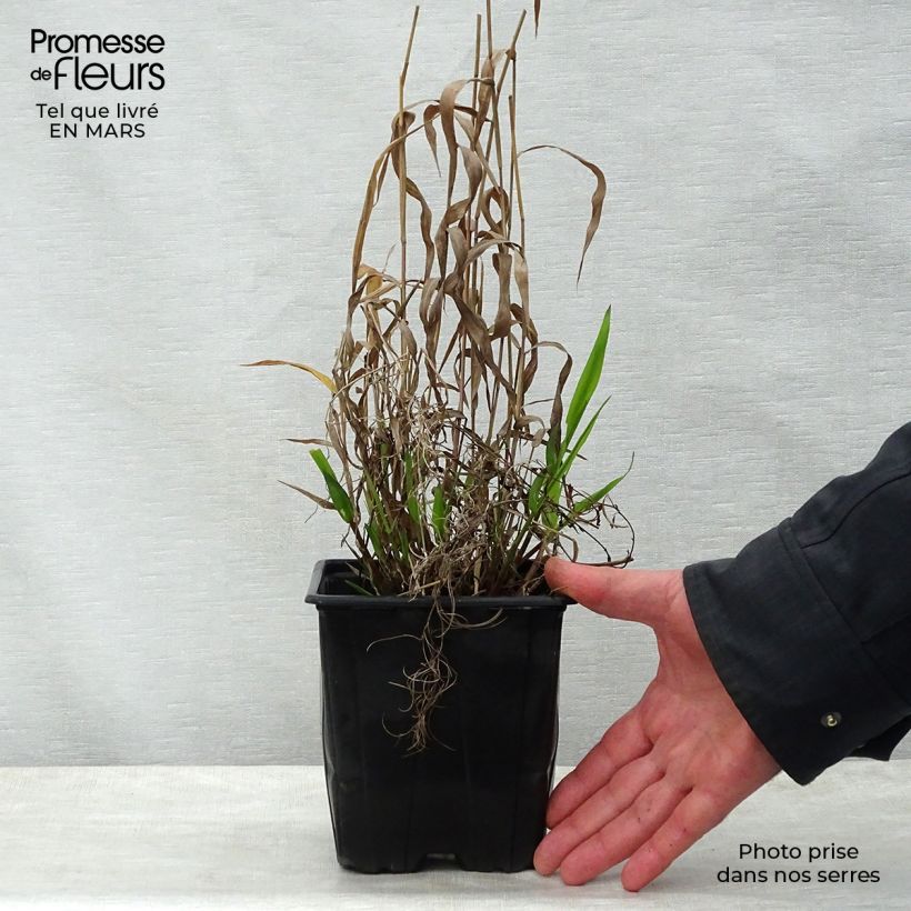 Chasmanthium latifolium Vaso da 2L/3L esemplare consegnato in primavera