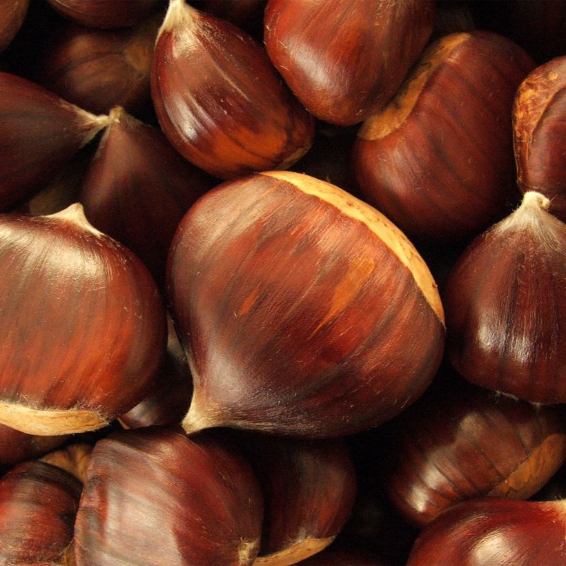 Castagno Maraval (Raccolta)