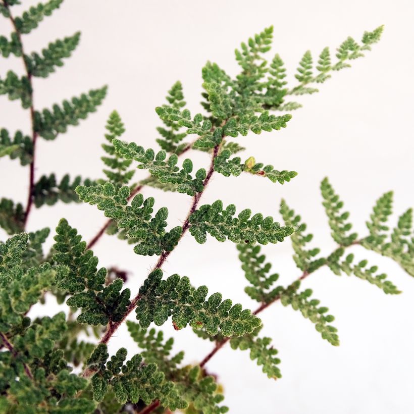 Cheilanthes lanosa - Felce (Foliage)