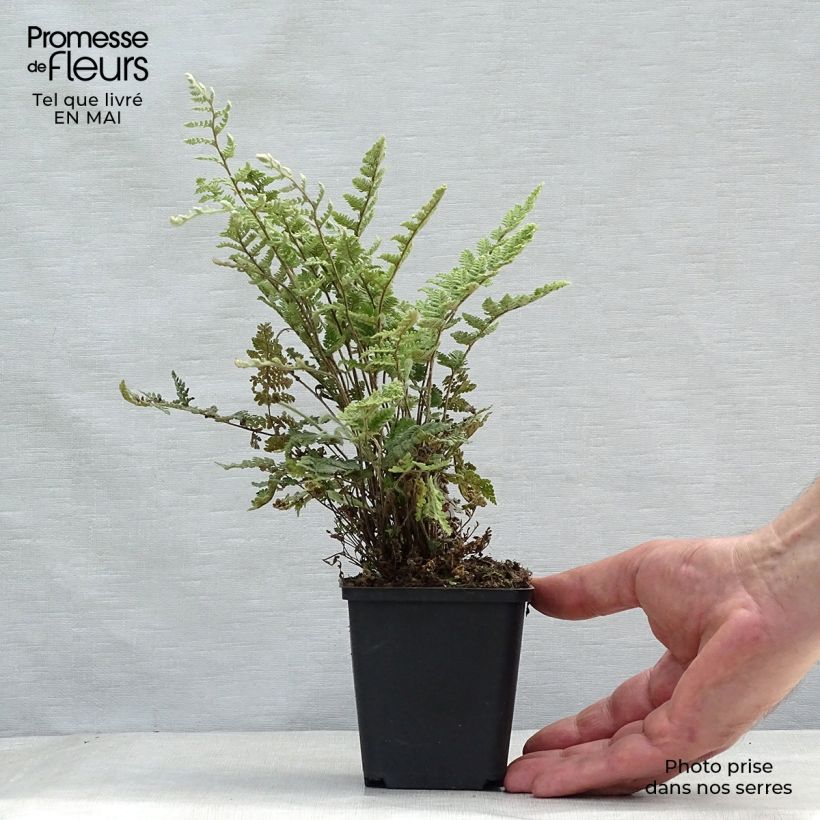 Example of Cheilanthes lanosa - Felce Vasetto da 8/9 cm as you get in printemps