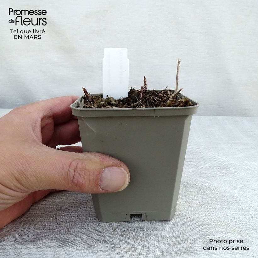 Example of Chelone obliqua - Testa di tartaruga Vasetto da 8/9 cm as you get in printemps