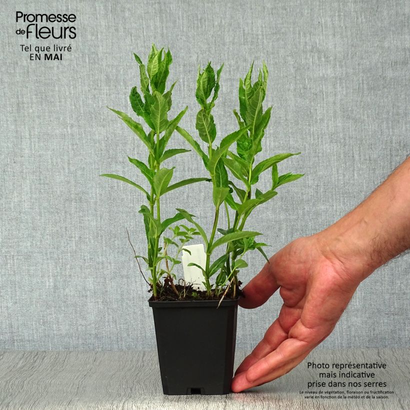 Chelone obliqua Alba - Testa di tartaruga Vasetto da 8/9 cm esemplare consegnato in primavera