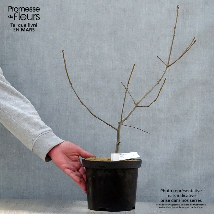 Example of Quercus frainetto Vaso da 4L/5L as you get in printemps