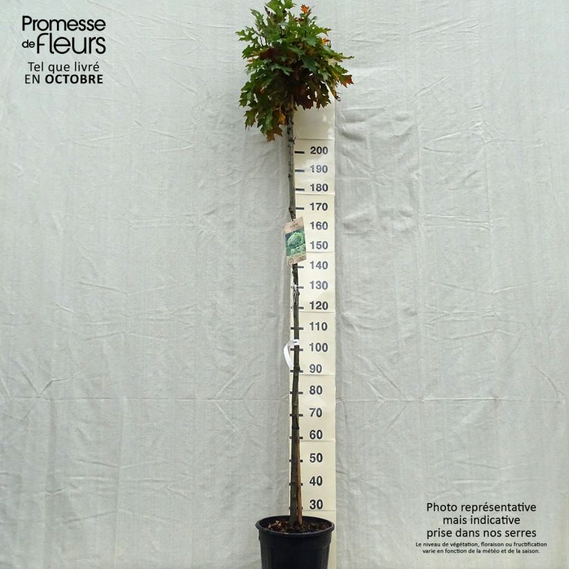 Esemplare di Quercus palustris Green Dwarf - Quercia palustre Vaso da 18L/20L come consegnato in autunno