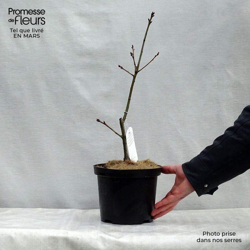 Example of Quercus coccinea Splendens - Quercia scarlatta Vaso da 4L/5L as you get in printemps