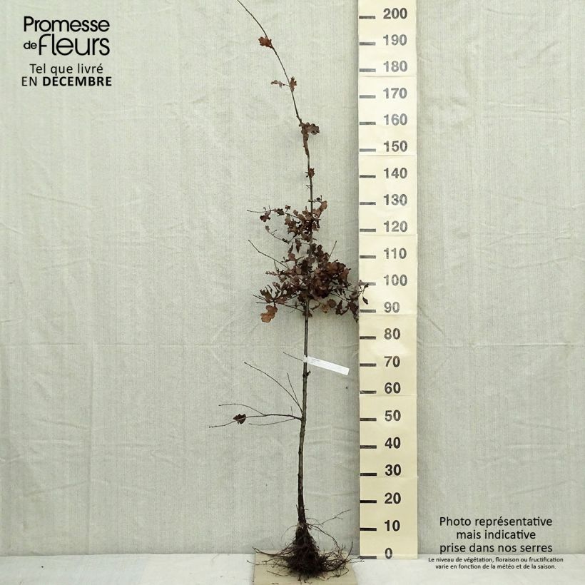 Quercus robur - Farnia Piante piccole a radice nuda esemplare consegnato in inverno