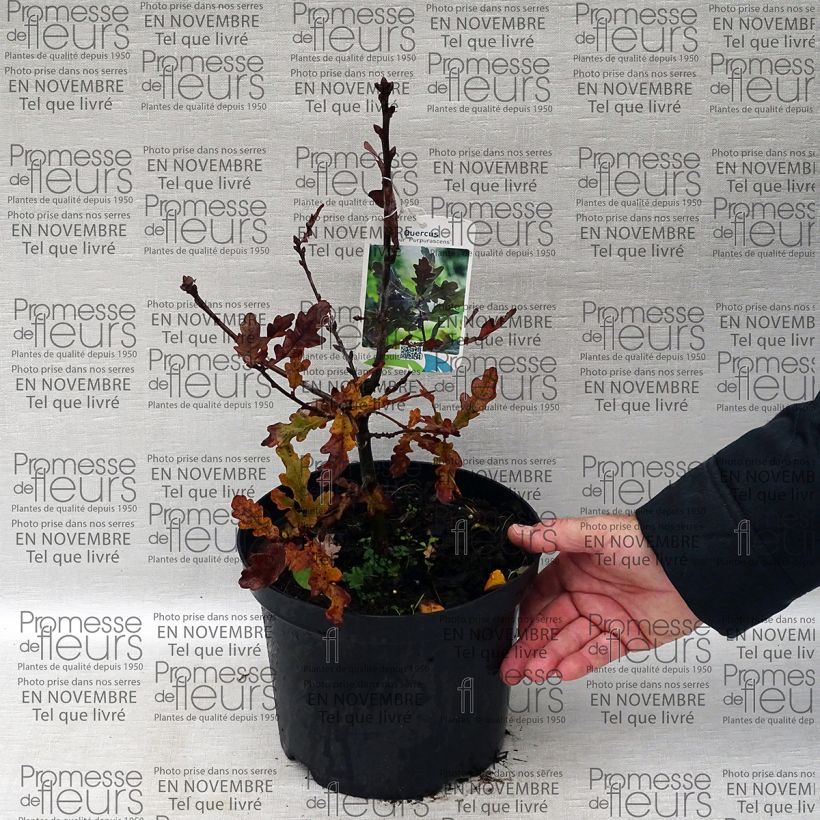 Esempio di esemplare Quercus robur Purpurascens - Farnia Vaso da 2L/3L come consegnato