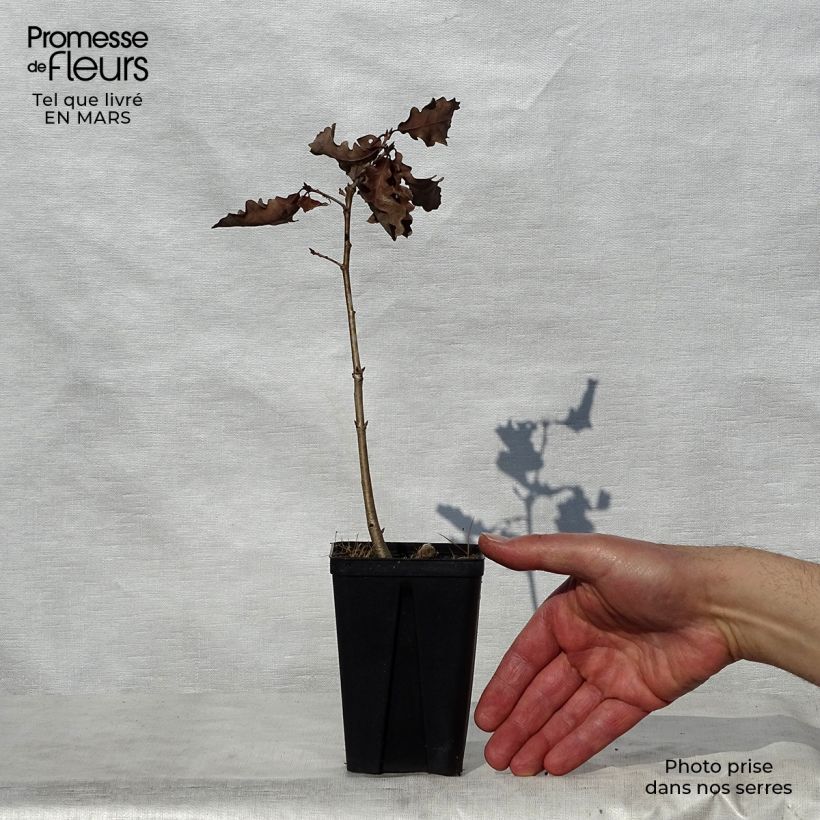 Quercus petraea - Quercia rovere Vasetto da 8/9 cm esemplare consegnato in primavera