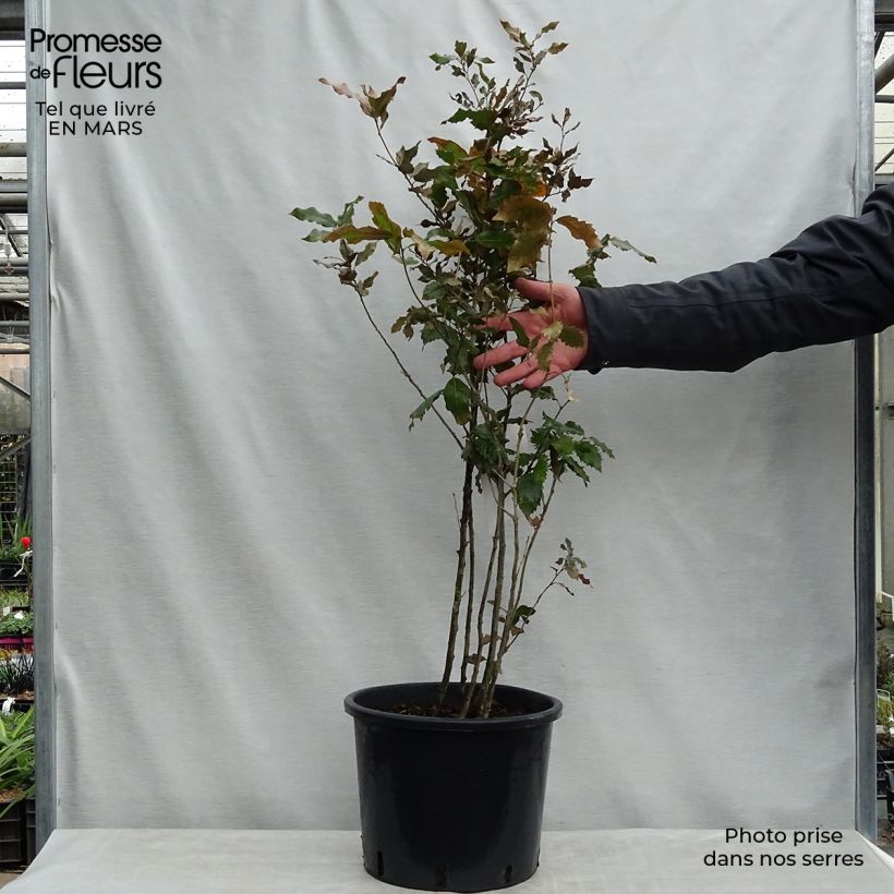 Example of Quercus ilex - Quercia leccio Vaso da 7,5L/10L as you get in printemps