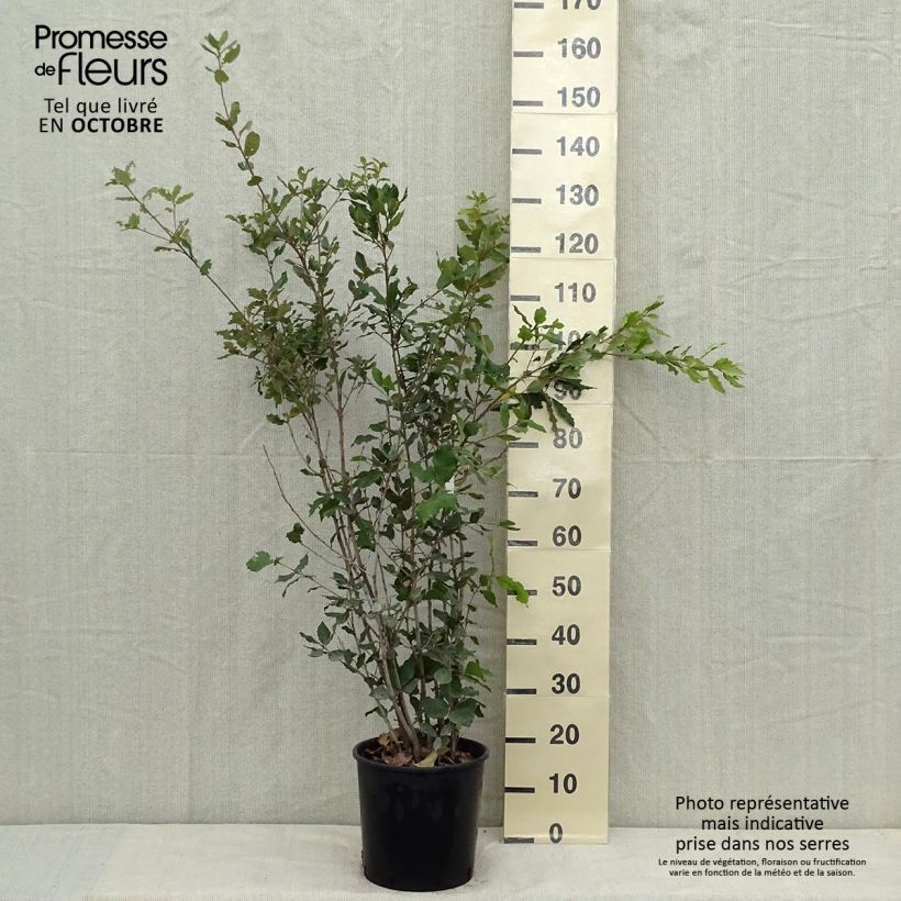 Esemplare di Quercus ilex - Quercia leccio Vaso da 6L/7L, A cespuglio come consegnato in autunno