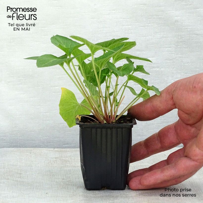 Spinacio selvatico bonus-henricus Bio Vasetto da 8/9 cm esemplare consegnato in primavera