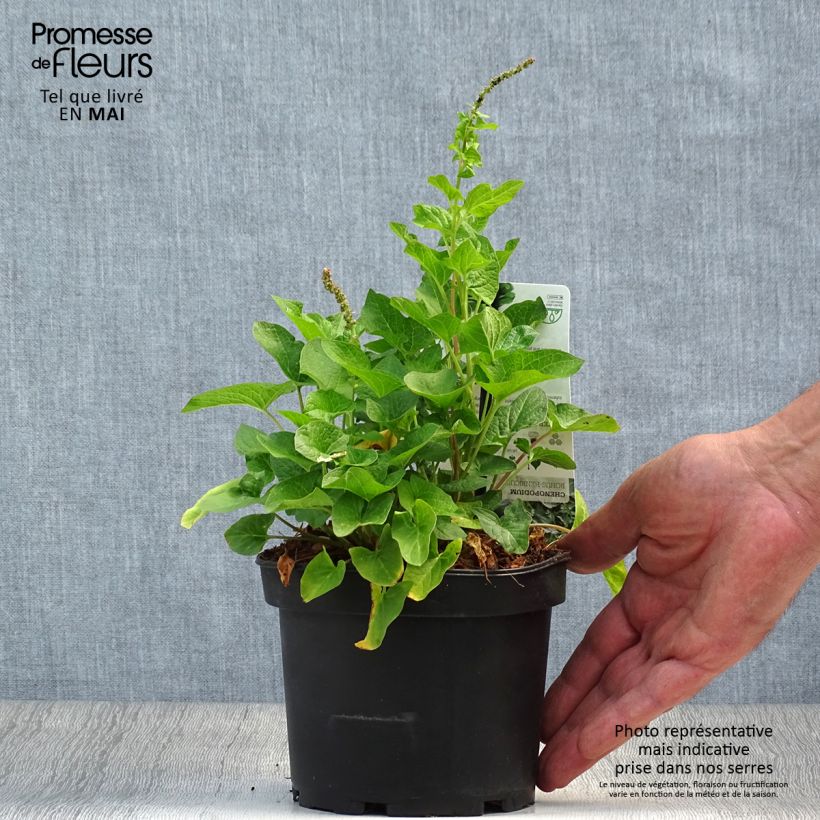 Spinacio selvatico bonus-henricus (piante) Vasetto da 8/9 cm esemplare consegnato in primavera