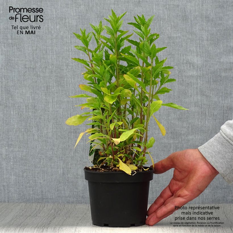 Dysphania ambrosioides - Farinello aromatico Vaso da 1,5L/2L esemplare consegnato in primavera