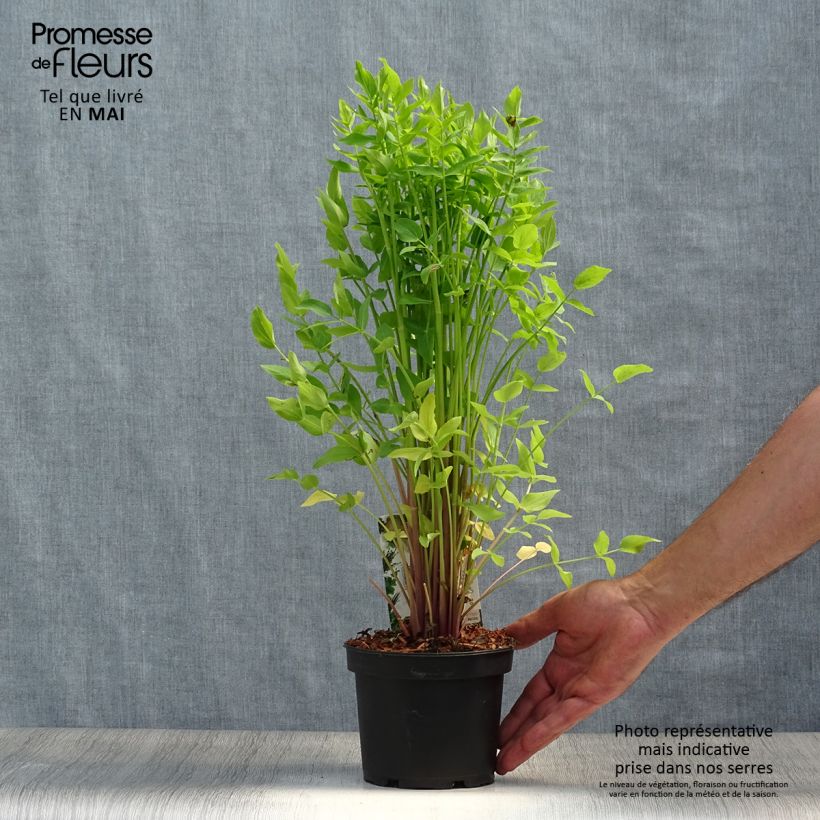 Sium sisarum - Sedanina Vaso da 1,5L/2L esemplare consegnato in primavera