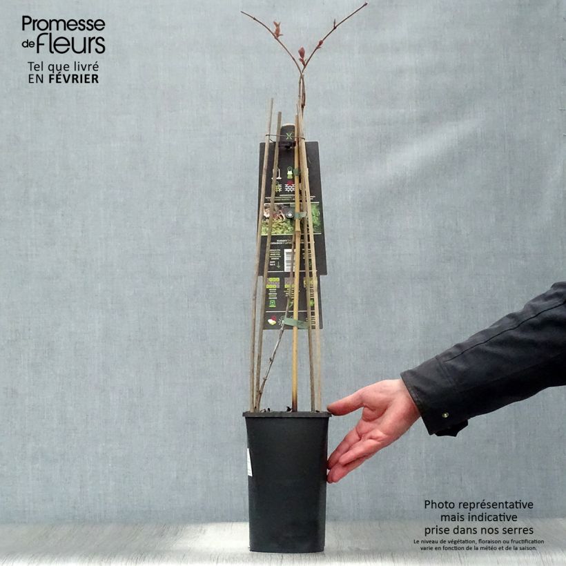 Lonicera caprifolium - Caprifoglio comune Vaso da 2L/3L esemplare consegnato in inverno