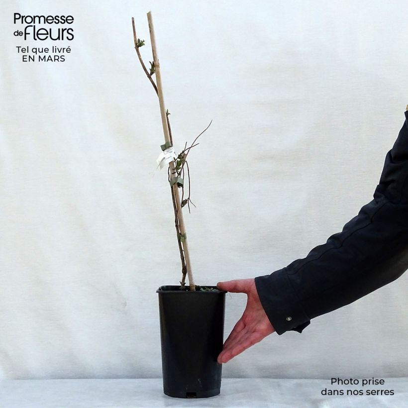 Example of Lonicera heckrottii American Beauty - Caprifoglio heckrottii Vaso da 1,5L/2L as you get in printemps